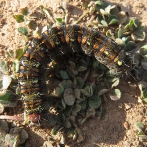 Apina callisto at Symonston, ACT - 8 Sep 2020