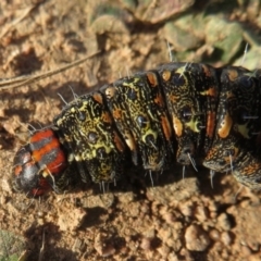 Apina callisto at Symonston, ACT - 8 Sep 2020