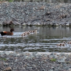 Tadorna tadornoides (Australian Shelduck) at Bungendore, NSW - 7 Sep 2020 by RodDeb