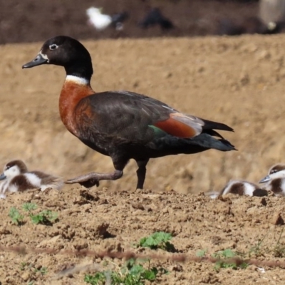 Tadorna tadornoides (Australian Shelduck) at QPRC LGA - 7 Sep 2020 by RodDeb