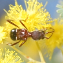 Pseudohalme laetabilis at Hall, ACT - 6 Sep 2020 11:44 AM