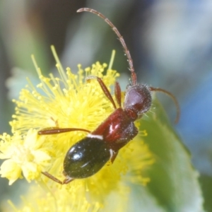 Pseudohalme laetabilis at Hall, ACT - 6 Sep 2020