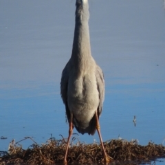 Egretta novaehollandiae (White-faced Heron) at Fyshwick, ACT - 4 Sep 2020 by roymcd