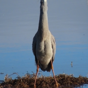 Egretta novaehollandiae at Fyshwick, ACT - 5 Sep 2020