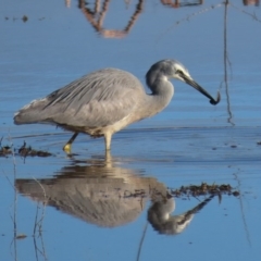 Egretta novaehollandiae at Fyshwick, ACT - 5 Sep 2020