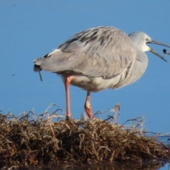 Egretta novaehollandiae at Fyshwick, ACT - 5 Sep 2020