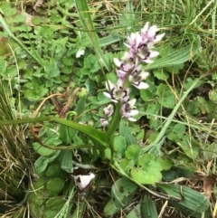 Wurmbea dioica subsp. dioica (Early Nancy) at Griffith, ACT - 8 Sep 2020 by Vinnie