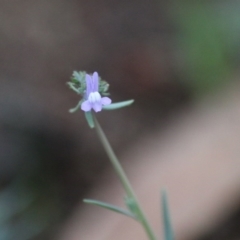 Linaria arvensis (Corn Toadflax) at Hughes, ACT - 9 Sep 2020 by LisaH