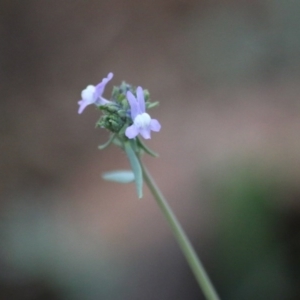 Linaria arvensis at Hughes, ACT - 9 Sep 2020