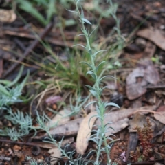 Linaria arvensis at Hughes, ACT - 9 Sep 2020