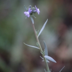 Linaria arvensis at Hughes, ACT - 9 Sep 2020 08:40 AM