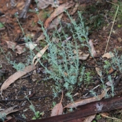 Linaria arvensis at Hughes, ACT - 9 Sep 2020 08:40 AM