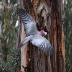 Eolophus roseicapilla (Galah) at Hughes Grassy Woodland - 8 Sep 2020 by LisaH