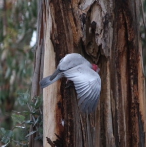 Eolophus roseicapilla at Hughes, ACT - 9 Sep 2020 08:26 AM