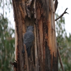 Callocephalon fimbriatum (Gang-gang Cockatoo) at Hughes Grassy Woodland - 8 Sep 2020 by LisaH