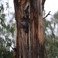 Callocephalon fimbriatum at Hughes, ACT - 9 Sep 2020