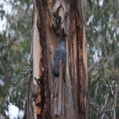 Callocephalon fimbriatum at Hughes, ACT - suppressed