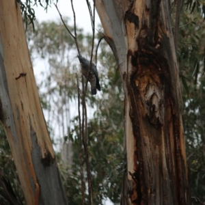 Callocephalon fimbriatum at Hughes, ACT - suppressed