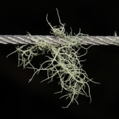 Usnea sp. (genus) (Bearded lichen) at Tidbinbilla Nature Reserve - 30 Aug 2020 by TimL