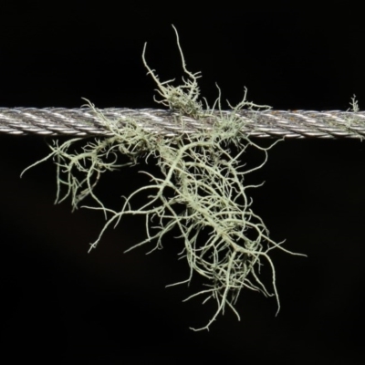 Usnea sp. (genus) (Bearded lichen) at Tidbinbilla Nature Reserve - 30 Aug 2020 by TimL