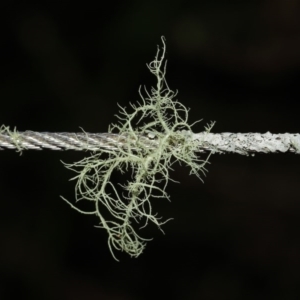 Usnea sp. at Paddys River, ACT - 30 Aug 2020