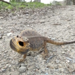 Pogona barbata (Eastern Bearded Dragon) at Charles Sturt University - 8 Sep 2020 by JillC