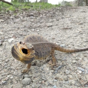 Pogona barbata at Albury - suppressed