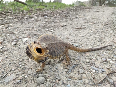 Pogona barbata (Eastern Bearded Dragon) at Albury - 8 Sep 2020 by JillC