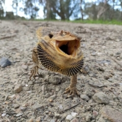 Pogona barbata at Albury - suppressed