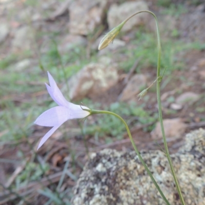 Wahlenbergia capillaris (Tufted Bluebell) at Banks, ACT - 31 Mar 2020 by MichaelBedingfield