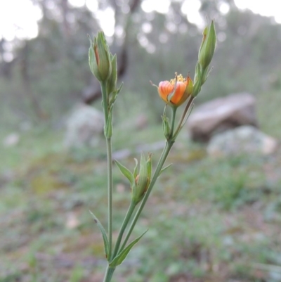 Hypericum gramineum (Small St Johns Wort) at Banks, ACT - 31 Mar 2020 by MichaelBedingfield