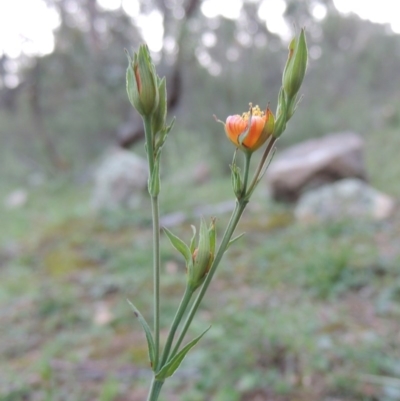 Hypericum gramineum (Small St Johns Wort) at Banks, ACT - 31 Mar 2020 by michaelb