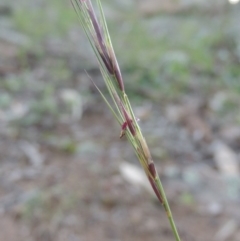 Aristida ramosa (Purple Wire Grass) at Banks, ACT - 31 Mar 2020 by michaelb