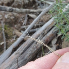 Aristida ramosa at Banks, ACT - 31 Mar 2020 07:34 PM