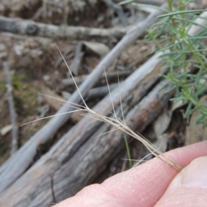 Aristida ramosa at Banks, ACT - 31 Mar 2020 07:34 PM