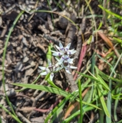 Wurmbea dioica subsp. dioica (Early Nancy) at Springdale Heights, NSW - 7 Sep 2020 by ChrisAllen