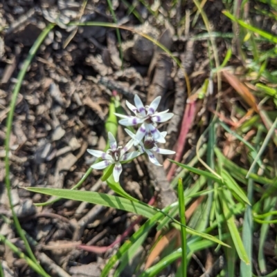 Wurmbea dioica subsp. dioica (Early Nancy) at Albury - 7 Sep 2020 by ChrisAllen