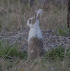 Oryctolagus cuniculus (European Rabbit) at QPRC LGA - 1 Sep 2020 by WHall