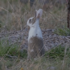 Oryctolagus cuniculus (European Rabbit) at Googong, NSW - 1 Sep 2020 by WHall