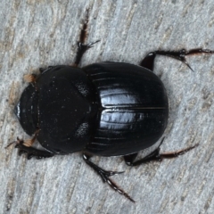 Onthophagus declivis (Declivis dung beetle) at Ainslie, ACT - 9 Sep 2020 by jbromilow50