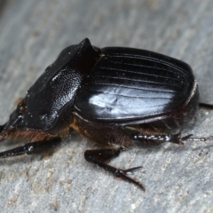 Onthophagus declivis at Ainslie, ACT - 9 Sep 2020