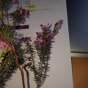 Lissanthe strigosa subsp. subulata at Paddys River, ACT - 8 Sep 2020