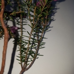 Lissanthe strigosa subsp. subulata at Paddys River, ACT - 8 Sep 2020