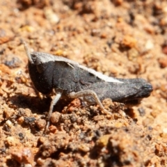 Cryptobothrus chrysophorus (Golden Bandwing) at Majura, ACT - 12 Apr 2020 by rawshorty