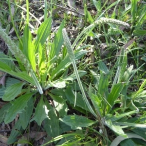 Plantago varia at Crace, ACT - 7 Sep 2020