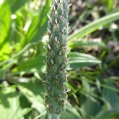 Plantago varia at Crace, ACT - 7 Sep 2020