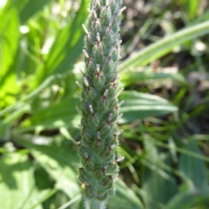 Plantago varia at Crace, ACT - 7 Sep 2020 03:01 PM