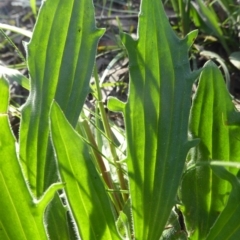 Plantago varia at Crace, ACT - 7 Sep 2020 03:01 PM