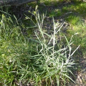 Senecio quadridentatus at Crace, ACT - 7 Sep 2020