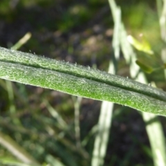 Senecio quadridentatus at Crace, ACT - 7 Sep 2020